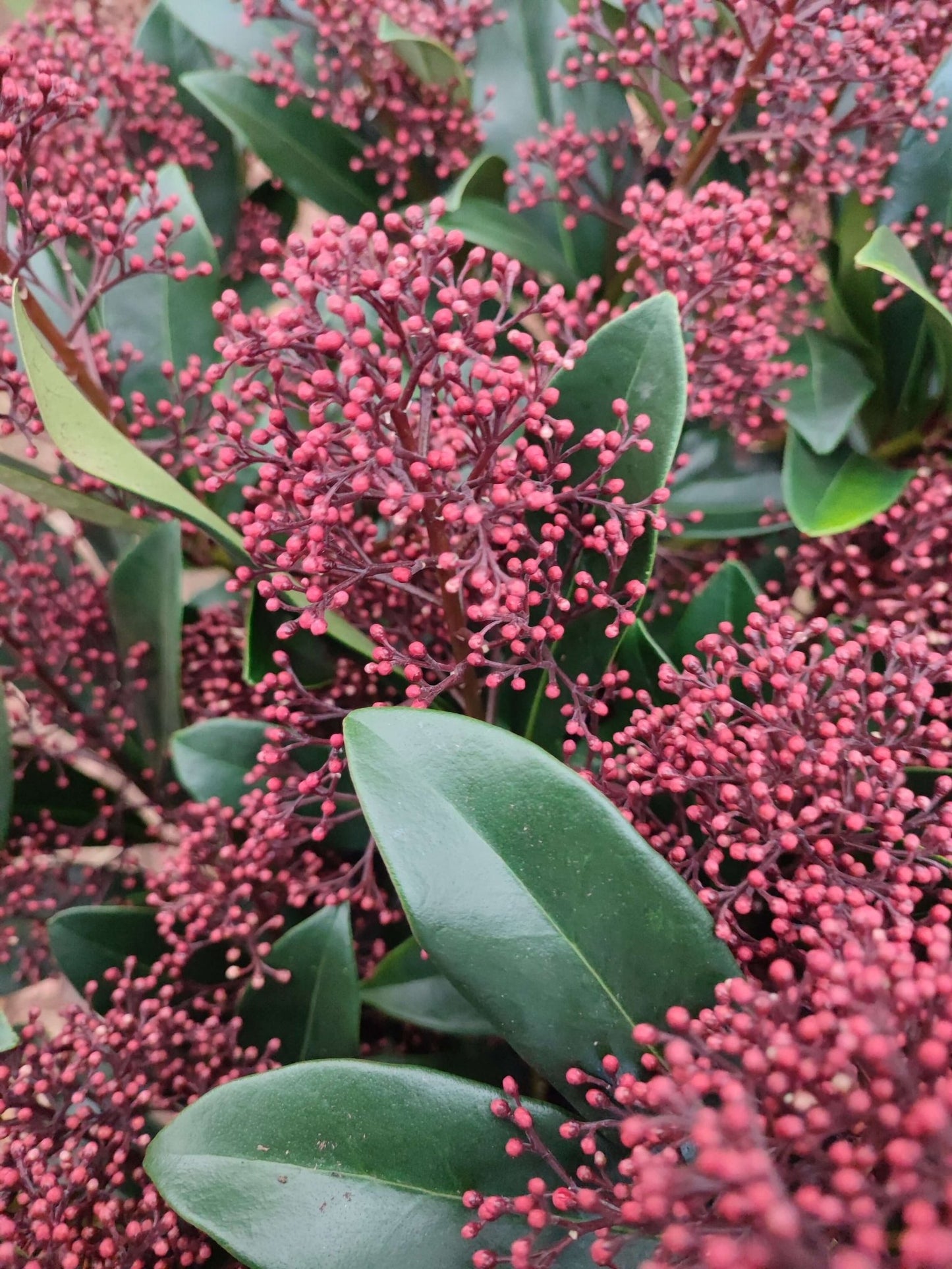 Skimmia - ValmaflorValmaflorValmaflorSkimmia - ValmaflorVaso 19 cm h 60