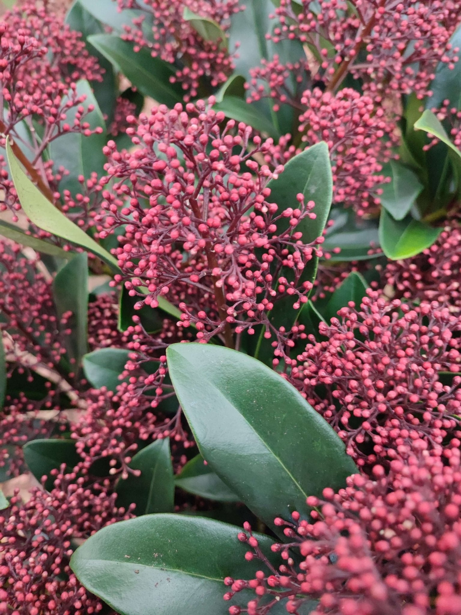 Skimmia - ValmaflorValmaflorValmaflorSkimmia - ValmaflorVaso 19 cm h 60