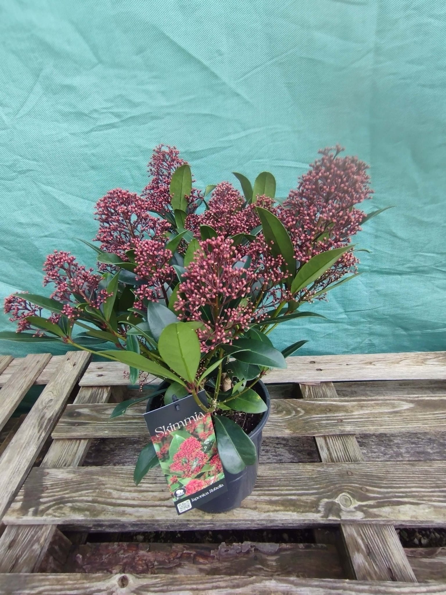 Skimmia - ValmaflorValmaflorValmaflorSkimmia - ValmaflorVaso 19 cm h 60
