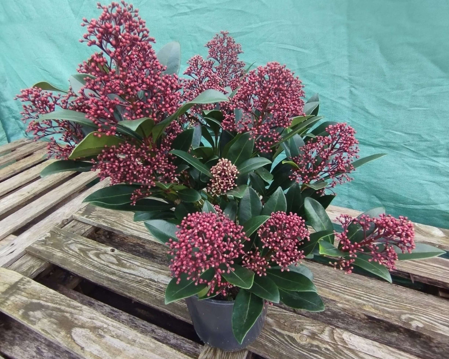 Skimmia - ValmaflorValmaflorValmaflorSkimmia - ValmaflorVaso 19 cm h 60