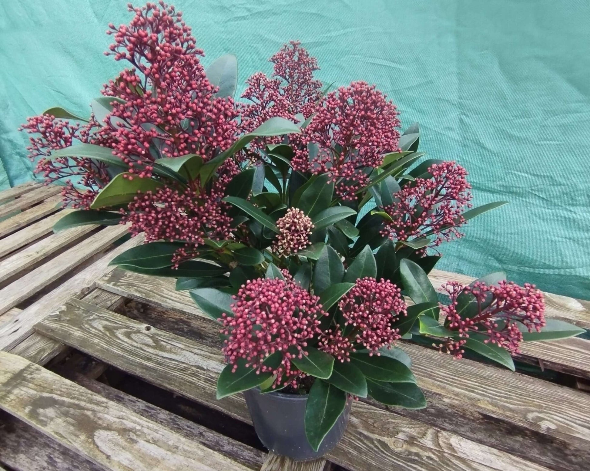 Skimmia - ValmaflorValmaflorValmaflorSkimmia - ValmaflorVaso 19 cm h 60