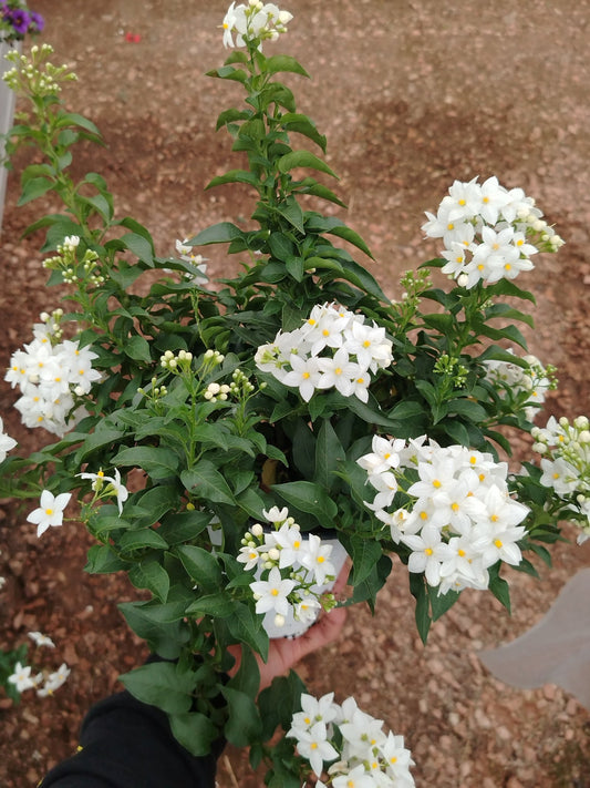 Solanum jasminoides - ValmaflorSolanum jasminoidesValmaflorValmaflorSolanum jasminoides14 cm
