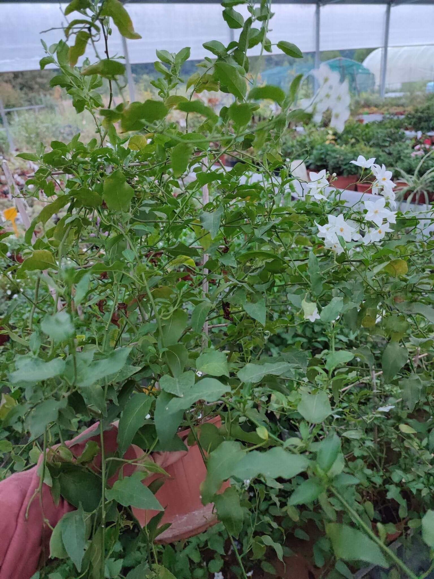 Solanum jasminoides - ValmaflorSolanum jasminoidesValmaflorValmaflorSolanum jasminoides - Valmaflor14 cm