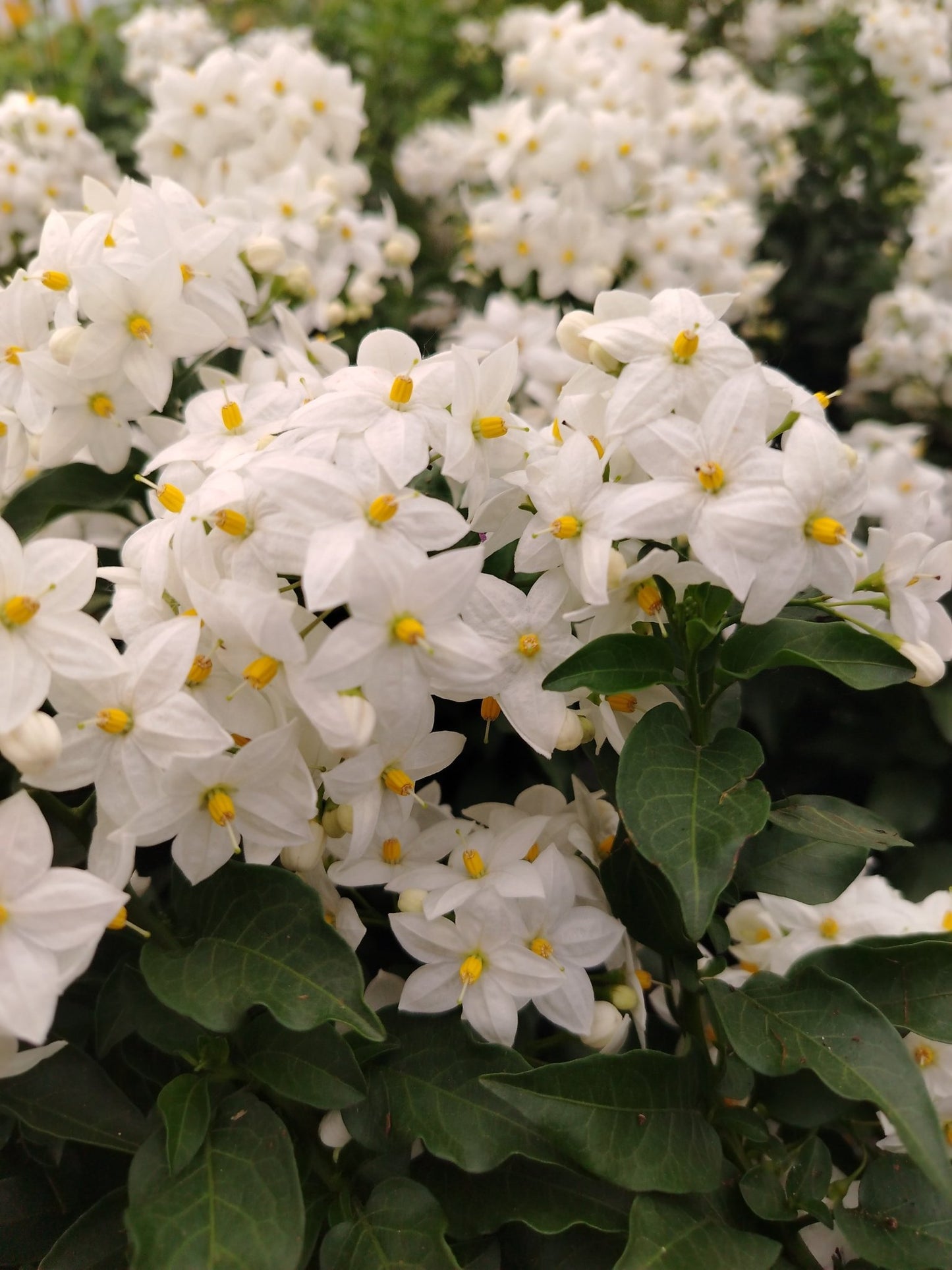 Solanum jasminoides - ValmaflorSolanum jasminoidesValmaflorValmaflorSolanum jasminoides14 cm