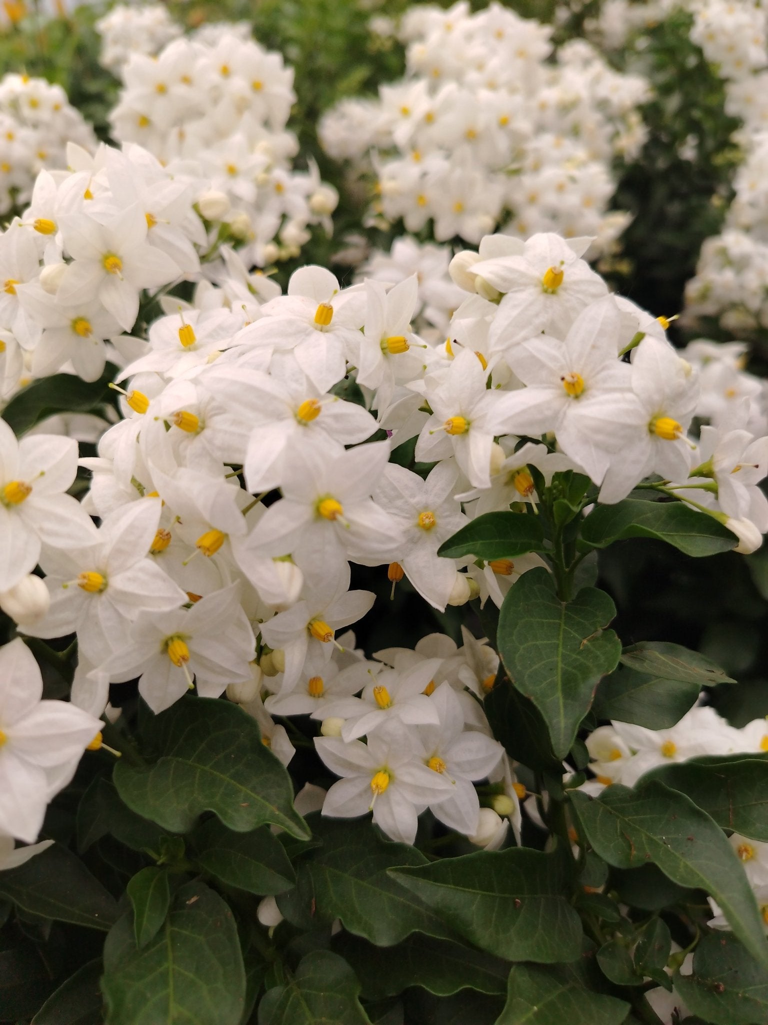 Solanum jasminoides - ValmaflorSolanum jasminoidesValmaflorValmaflorSolanum jasminoides14 cm