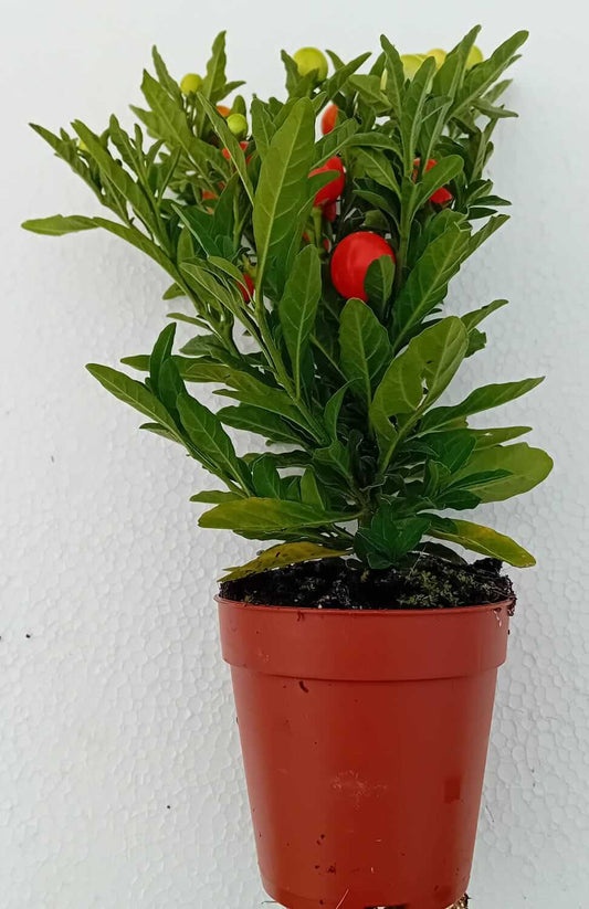 Solanum pseudocapsicum L. - ValmaflorValmaflorValmaflorSolanum pseudocapsicum L. - Valmaflor
