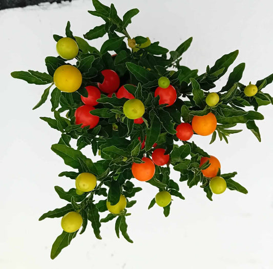 Solanum pseudocapsicum L. - ValmaflorValmaflorValmaflorSolanum pseudocapsicum L. - Valmaflor