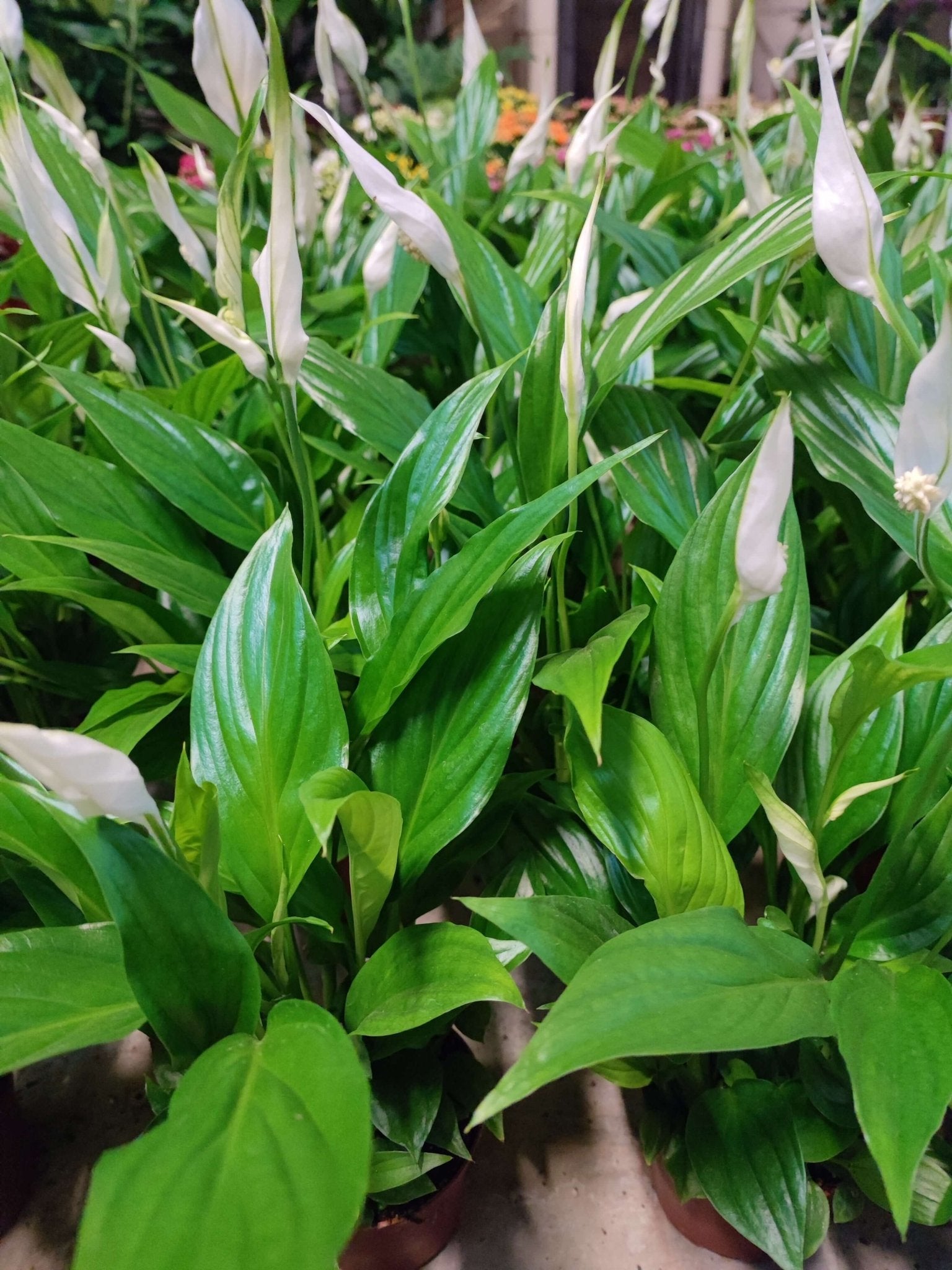 Spathiphyllum - ValmaflorValmaflorValmaflorSpathiphyllum - Valmaflor9 cm