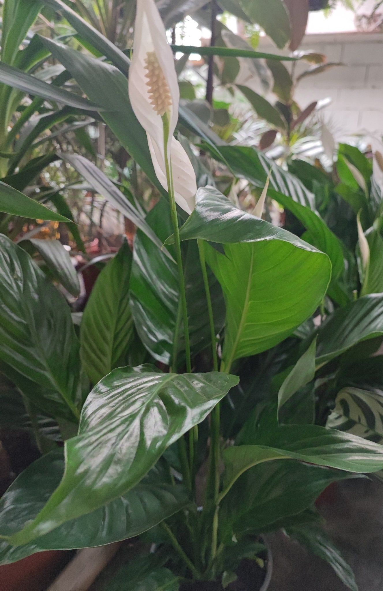 Spathiphyllum - ValmaflorValmaflorValmaflorSpathiphyllum - Valmaflor17 cm