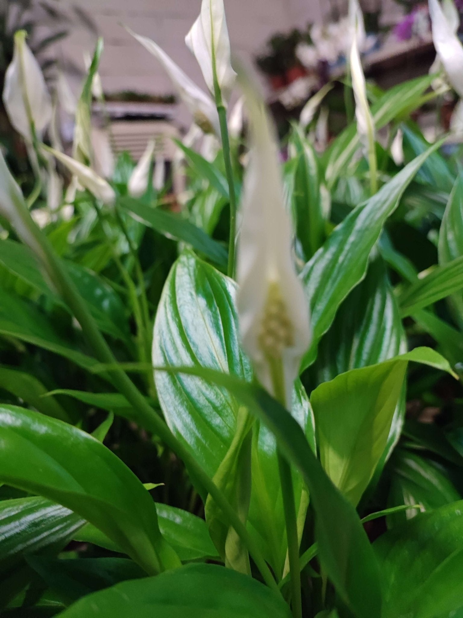 Spathiphyllum - ValmaflorValmaflorValmaflorSpathiphyllum - Valmaflor9 cm