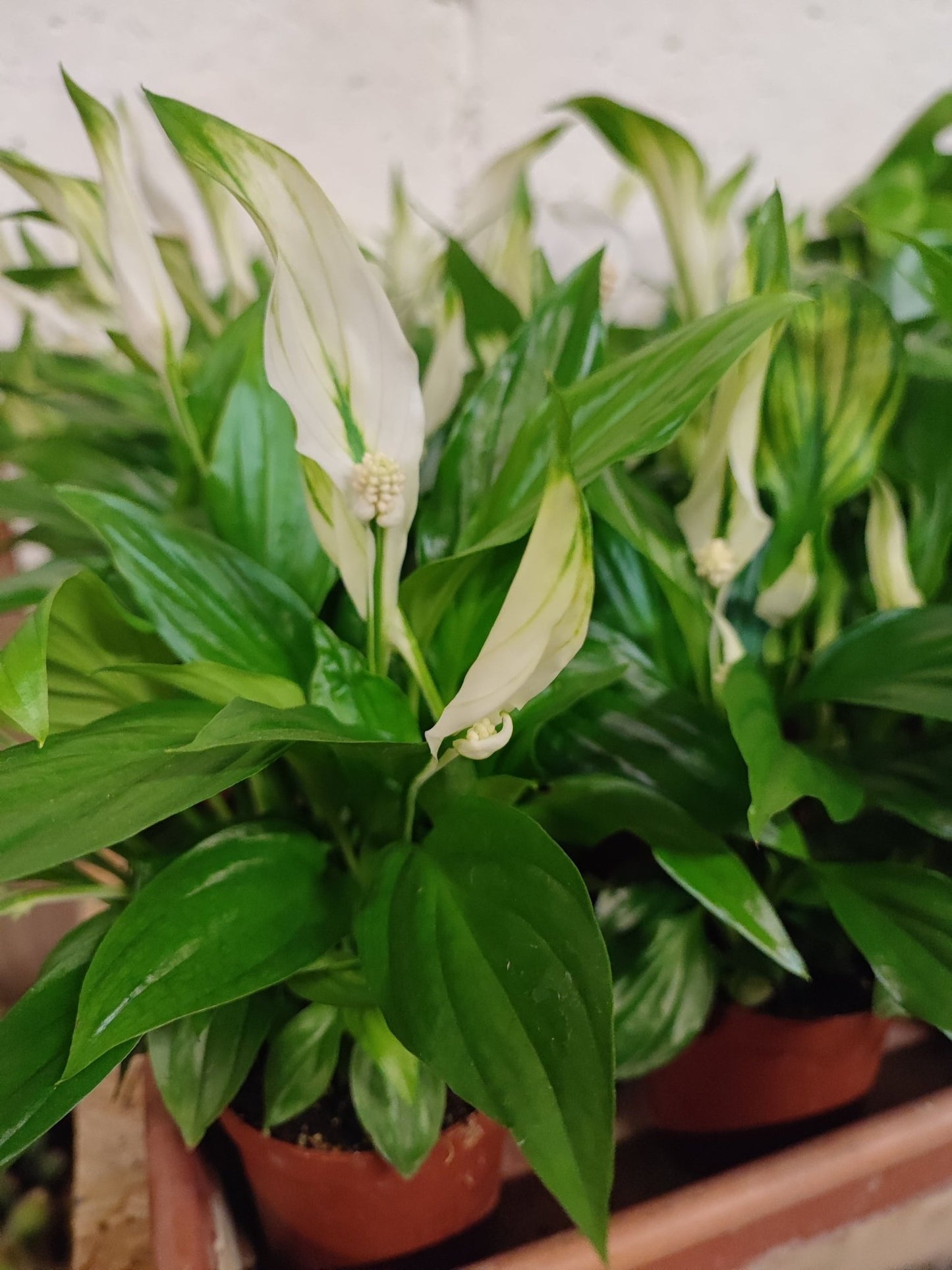 Spathiphyllum - ValmaflorValmaflorValmaflorSpathiphyllum - Valmaflor17 cm