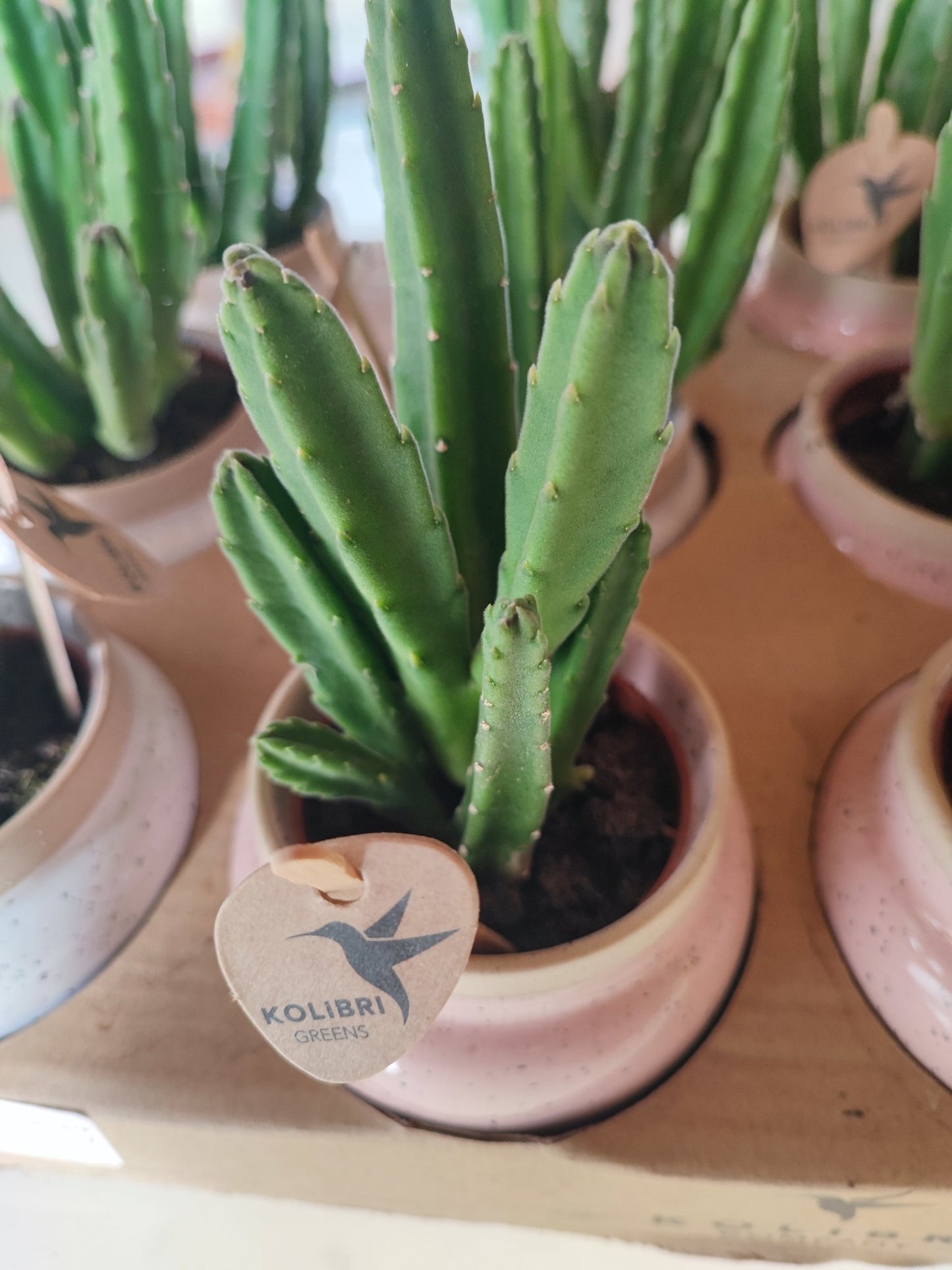 Stapelia leendertziae - ValmaflorValmaflorValmaflorStapelia leendertziae