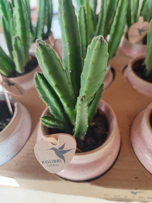 Stapelia leendertziae - ValmaflorValmaflorValmaflorStapelia leendertziae