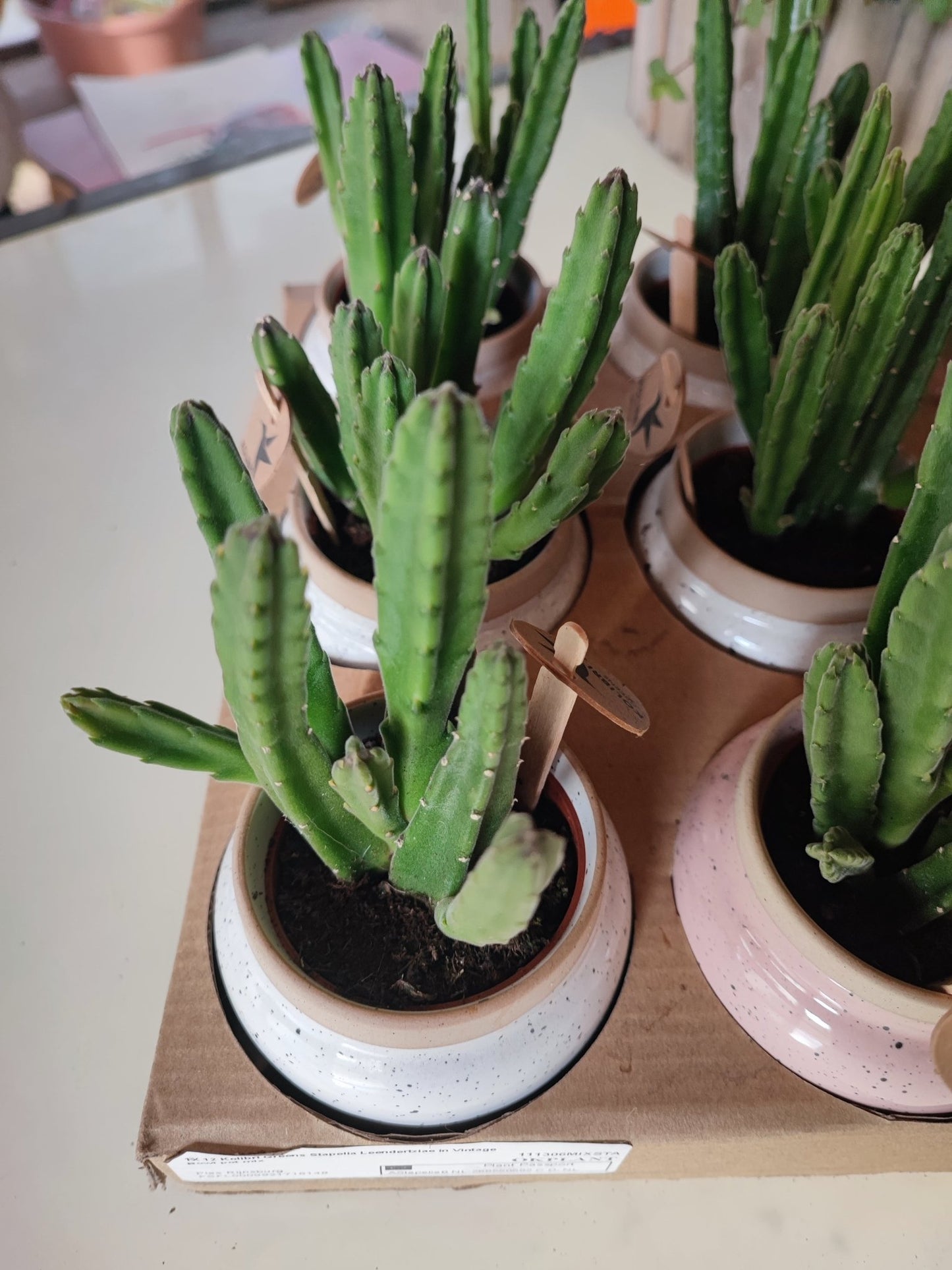 Stapelia leendertziae - ValmaflorValmaflorValmaflorStapelia leendertziae