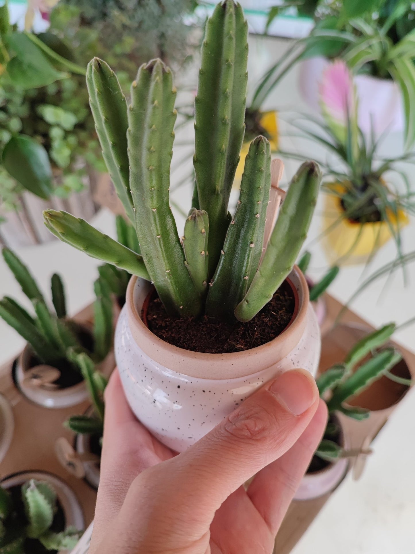 Stapelia leendertziae - ValmaflorValmaflorValmaflorStapelia leendertziae