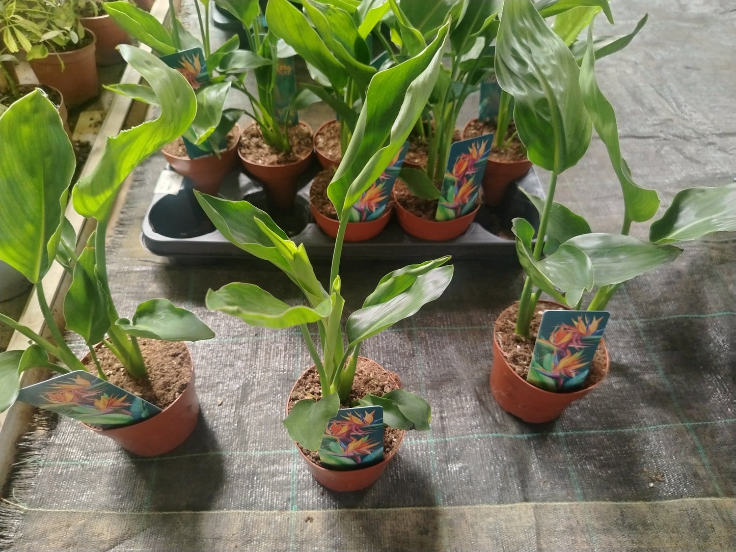 Stetlizia reginae - ValmaflorValmaflorValmaflorStetlizia reginae12 cm