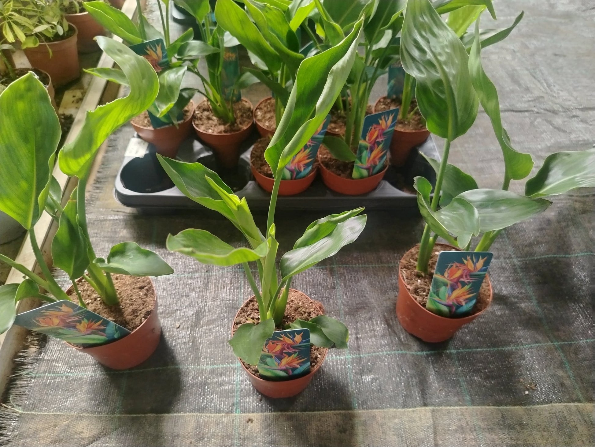 Stetlizia reginae - ValmaflorValmaflorValmaflorStetlizia reginae12 cm