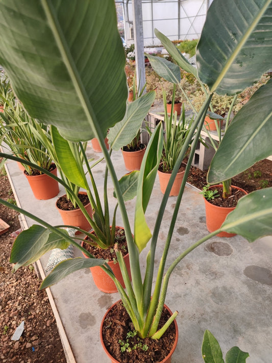 Strelitzia Nicolai - ValmaflorValmaflorValmaflorStrelitzia Nicolai - ValmaflorValmaflorValmaflorStrelitzia Nicolai - Valmaflor