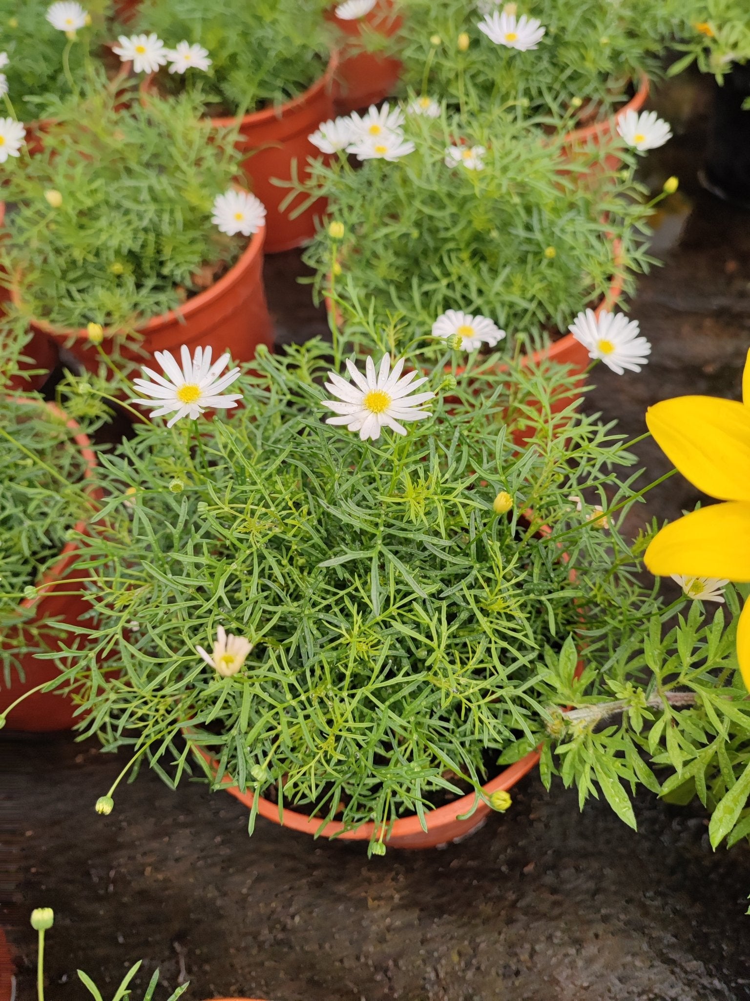 Surdaisy - ValmaflorValmaflorValmaflorSurdaisy14 cmrosa