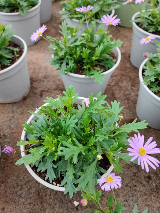 Surdaisy - ValmaflorValmaflorValmaflorSurdaisy14 cmrosa