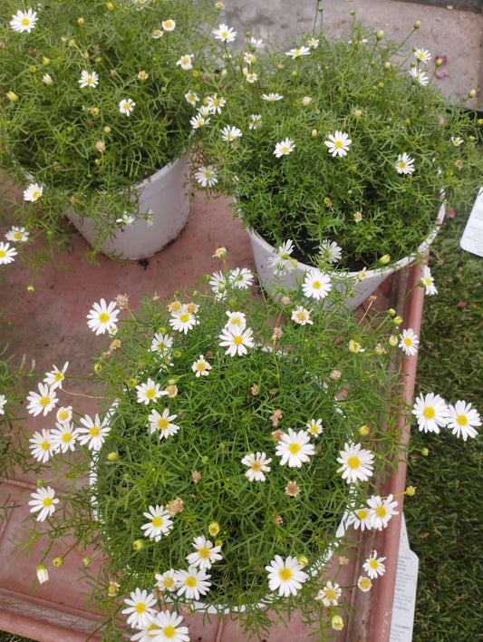 Surdaisy - ValmaflorValmaflorValmaflorSurdaisy - Valmaflor28397239291714 cmBianco