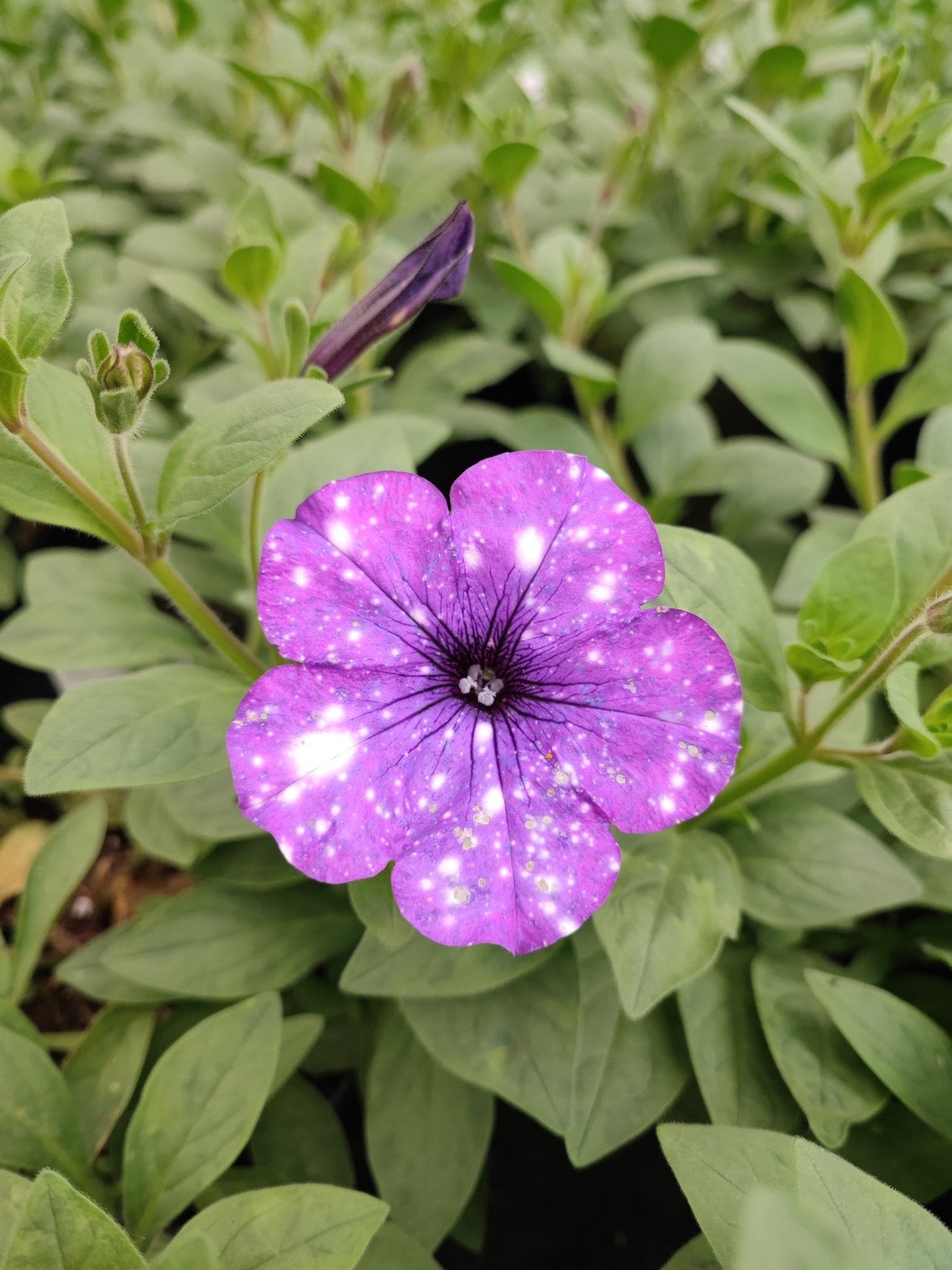 Surfinia - ValmaflorValmaflorValmaflorSurfinia - ValmaflorValmaflorValmaflorSurfiniaViola costellazioneViola costellazione