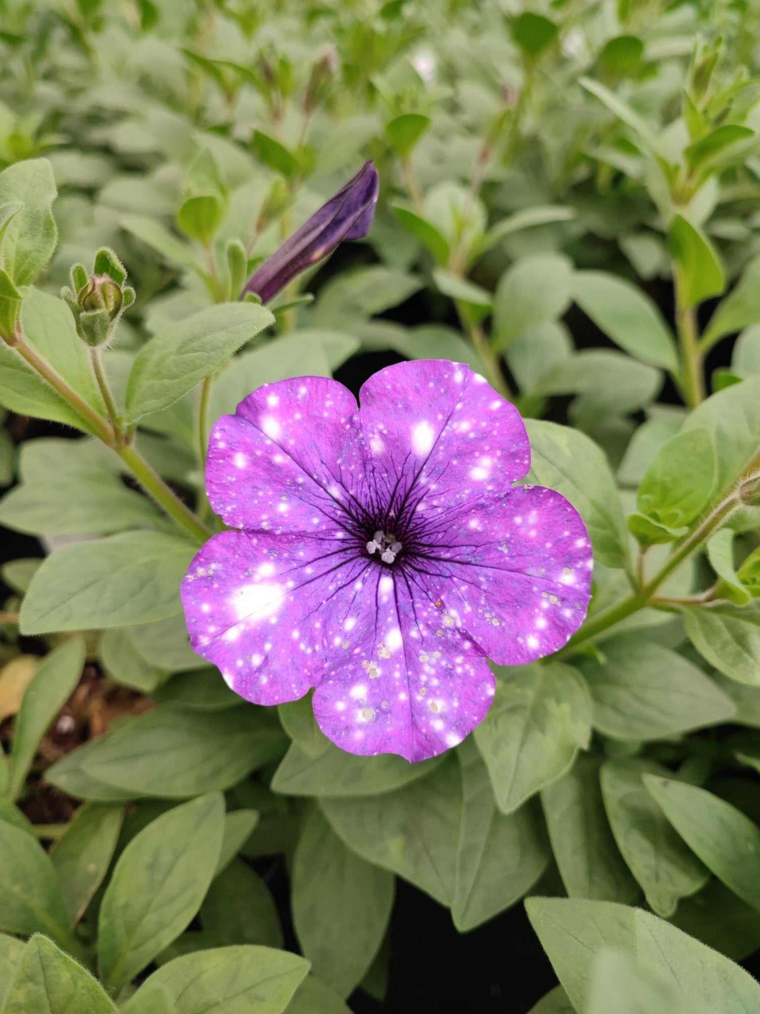 Surfinia - ValmaflorValmaflorValmaflorSurfinia - ValmaflorValmaflorValmaflorSurfiniaViola costellazioneViola costellazione