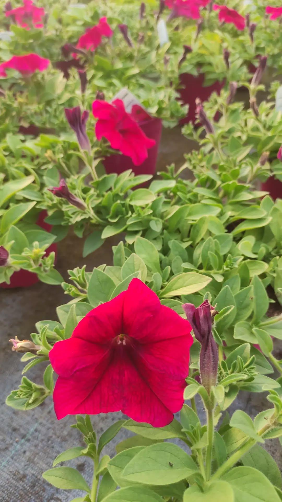 Surfinia - ValmaflorValmaflorValmaflorSurfiniaMagic Purple