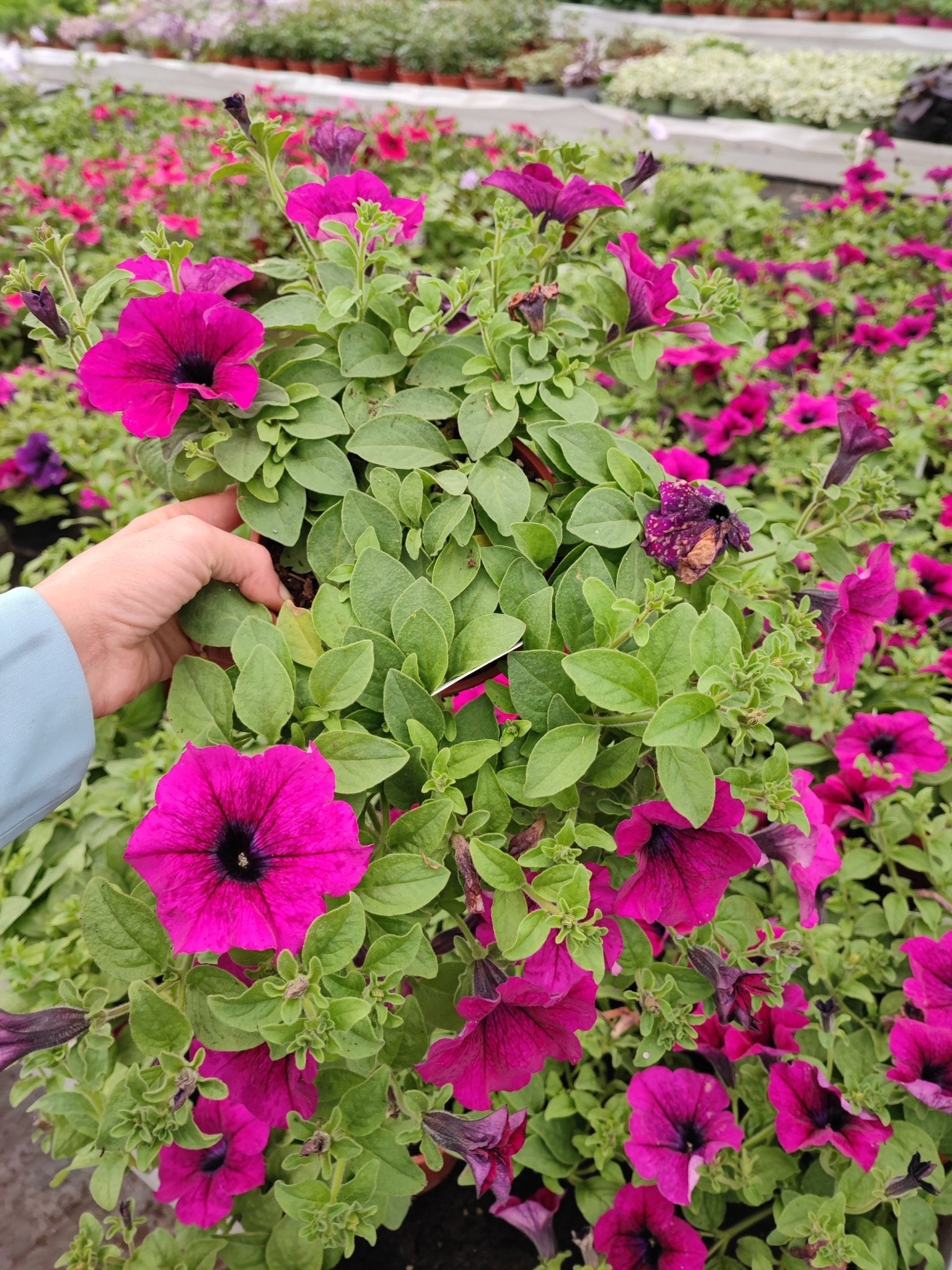 Surfinia - ValmaflorValmaflorValmaflorSurfinia - ValmaflorValmaflorValmaflorSurfiniaViola costellazioneViola costellazione