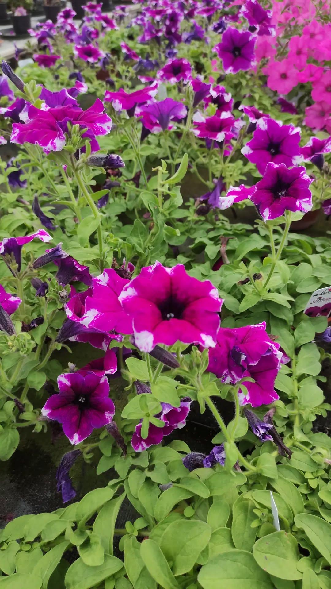 Surfinia - ValmaflorValmaflorValmaflorSurfinia - ValmaflorValmaflorValmaflorSurfiniaMagic PurpleMagic Purple