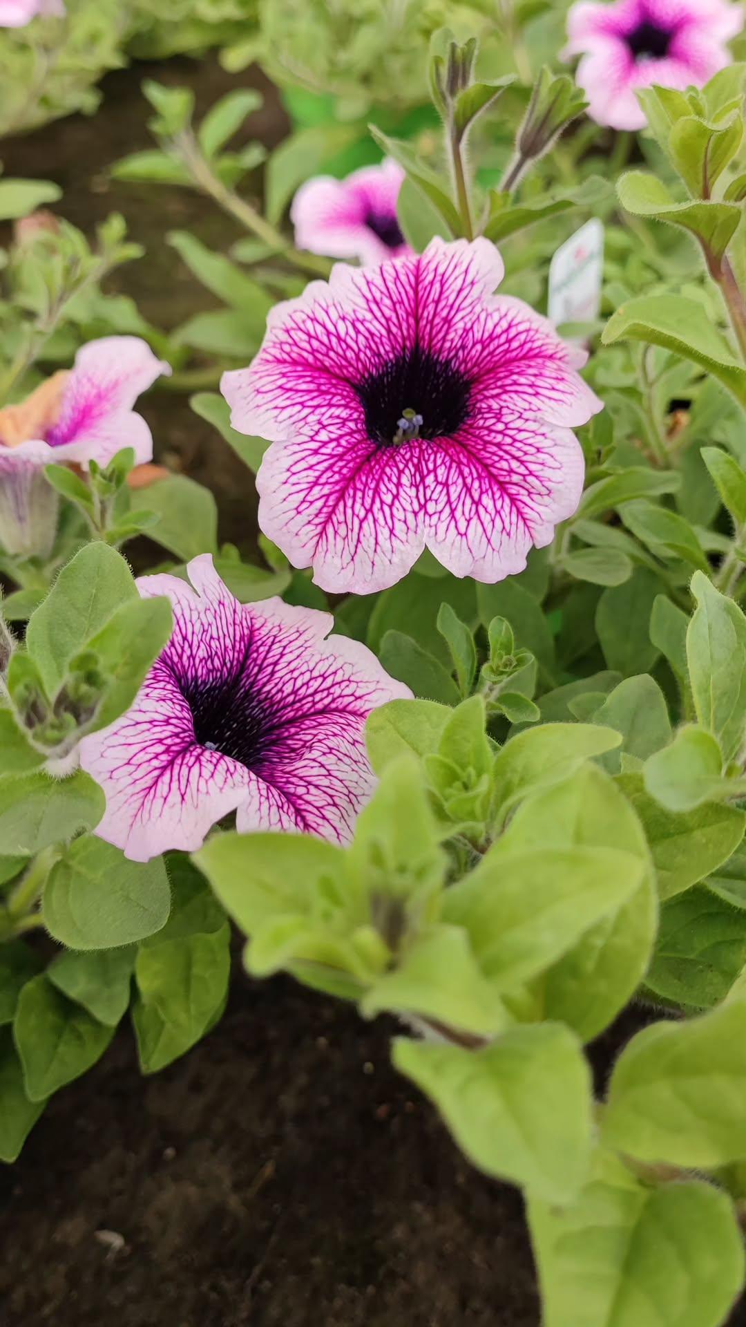 Surfinia - ValmaflorValmaflorValmaflorSurfiniaMagic Purple