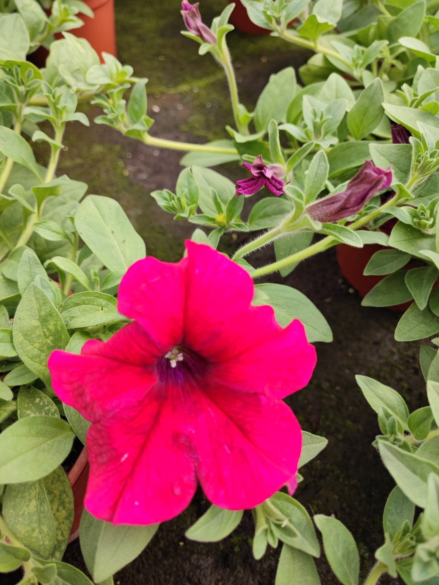 Surfinia - ValmaflorValmaflorValmaflorSurfiniaBlu