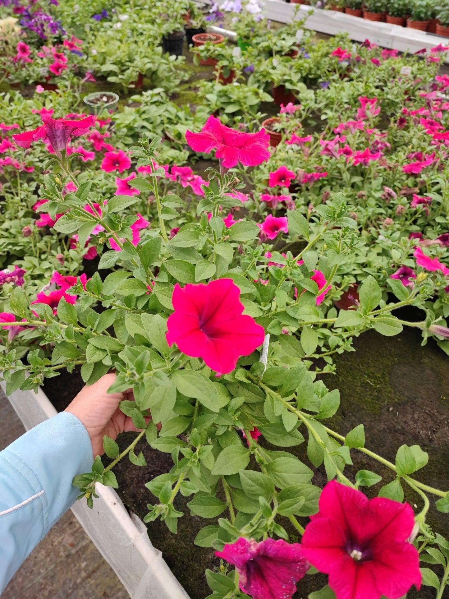 Surfinia - ValmaflorValmaflorValmaflorSurfinia - ValmaflorValmaflorValmaflorSurfiniaViola costellazioneViola costellazione