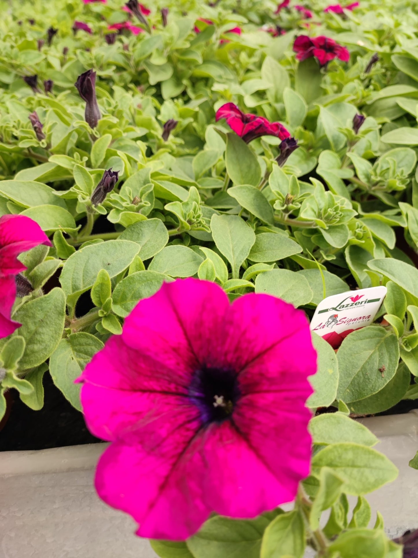 Surfinia - ValmaflorValmaflorValmaflorSurfiniaPurple