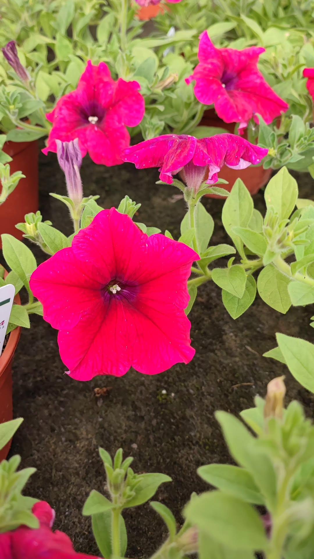 Surfinia - ValmaflorValmaflorValmaflorSurfinia - ValmaflorValmaflorValmaflorSurfiniaHot cherryHot cherry