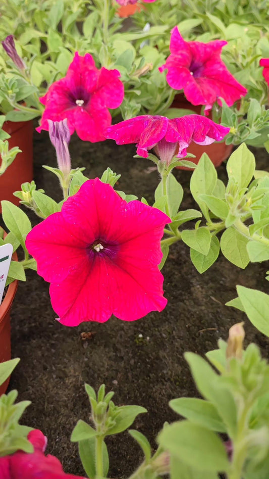 Surfinia - ValmaflorValmaflorValmaflorSurfinia - ValmaflorValmaflorValmaflorSurfiniaHot cherryHot cherry