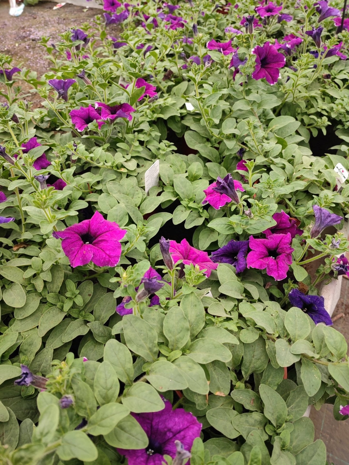 Surfinia - ValmaflorValmaflorValmaflorSurfinia - ValmaflorValmaflorValmaflorSurfiniaViola costellazioneViola costellazione