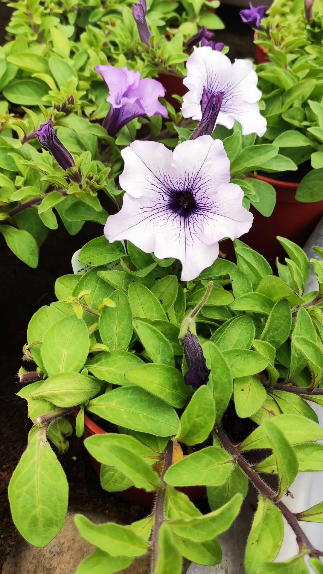 Surfinia - ValmaflorValmaflorValmaflorSurfinia - ValmaflorValmaflorValmaflorSurfiniaBlu veinBlu vein