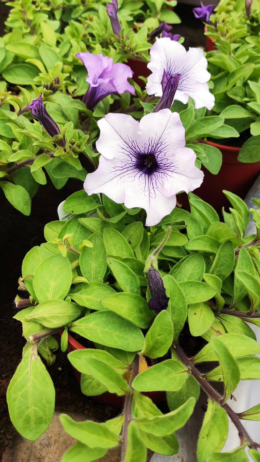 Surfinia - ValmaflorValmaflorValmaflorSurfinia - ValmaflorValmaflorValmaflorSurfiniaBlu veinBlu vein