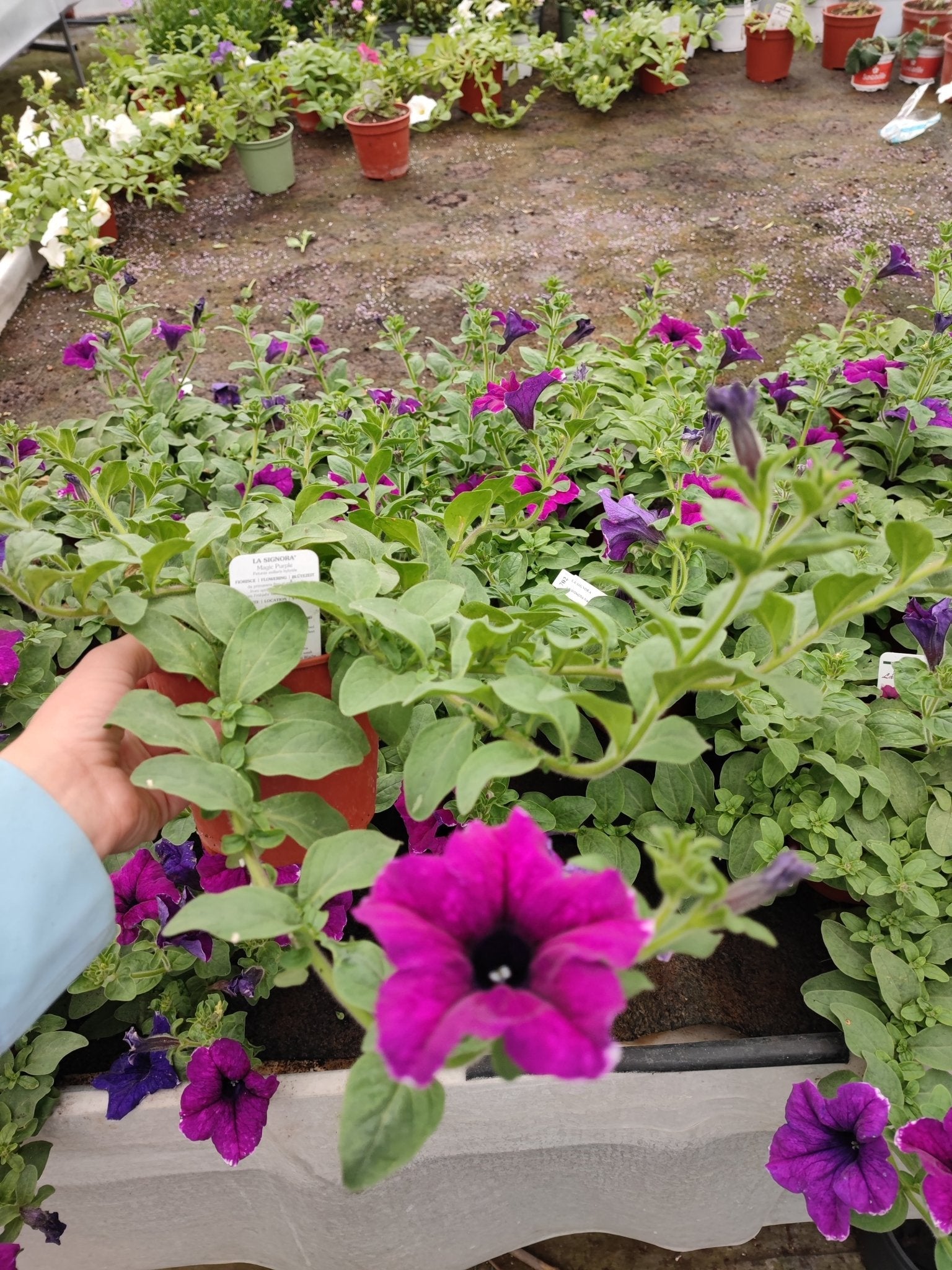 Surfinia - ValmaflorValmaflorValmaflorSurfinia - ValmaflorValmaflorValmaflorSurfiniaViola costellazioneViola costellazione