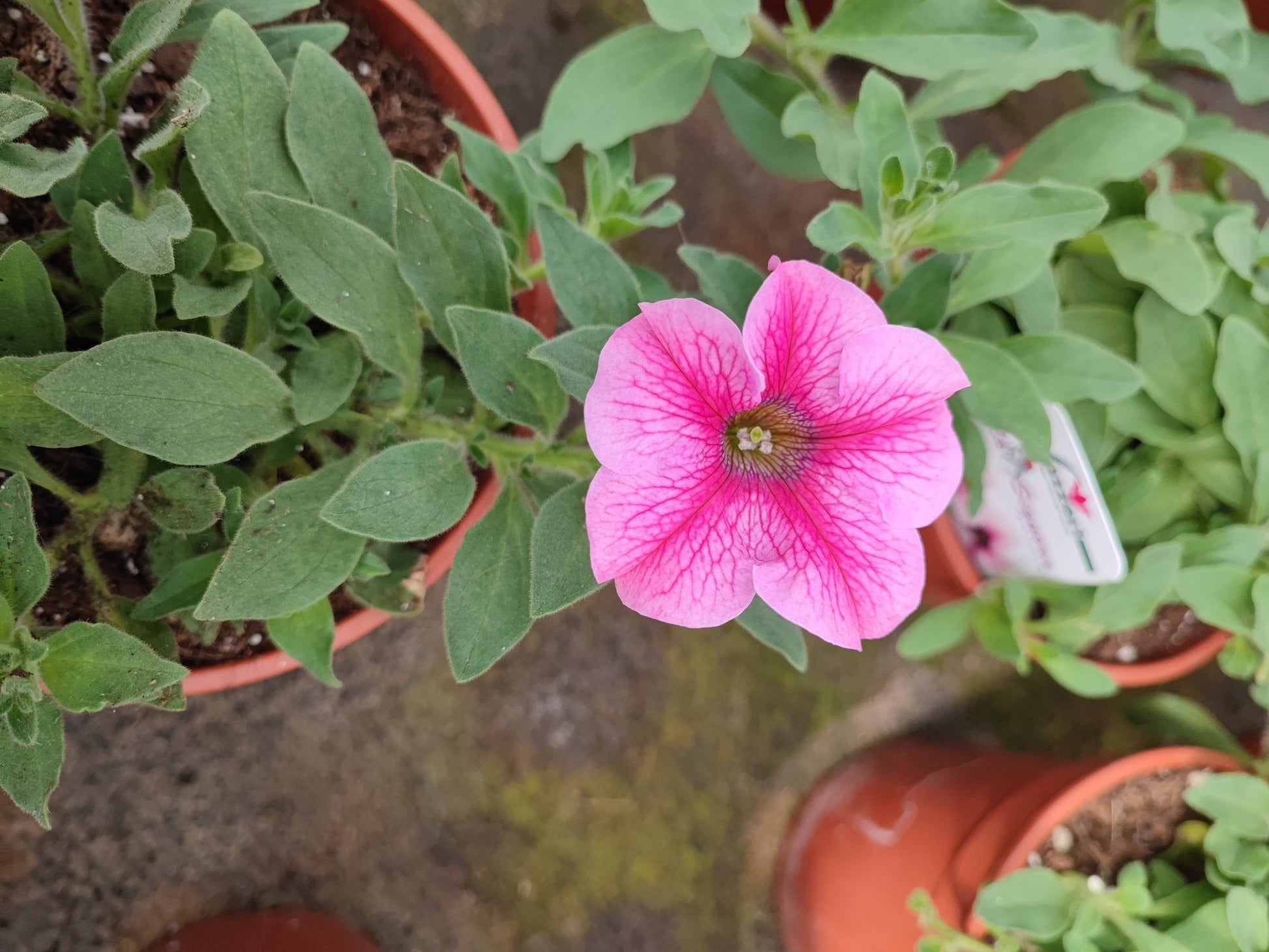 Surfinia - ValmaflorValmaflorValmaflorSurfinia - ValmaflorValmaflorValmaflorSurfiniaPurplePurple