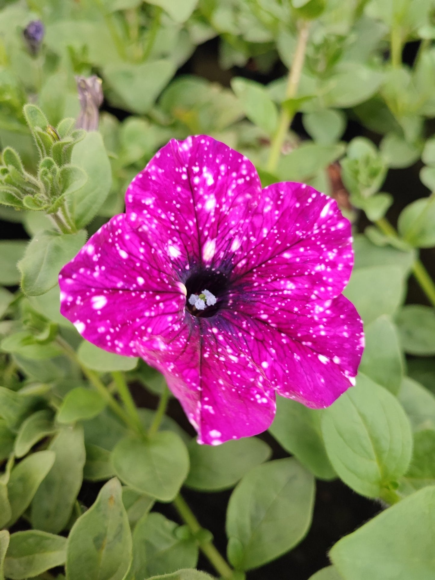 Surfinia - ValmaflorValmaflorValmaflorSurfinia - ValmaflorValmaflorValmaflorSurfiniaRosa costellazioneRosa costellazione