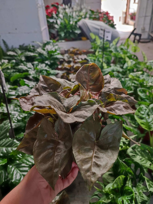 Syngonium Brocante - ValmaflorSyngonium BrocanteValmaflorValmaflorSyngonium Brocante - Valmaflor12Pianta da interno