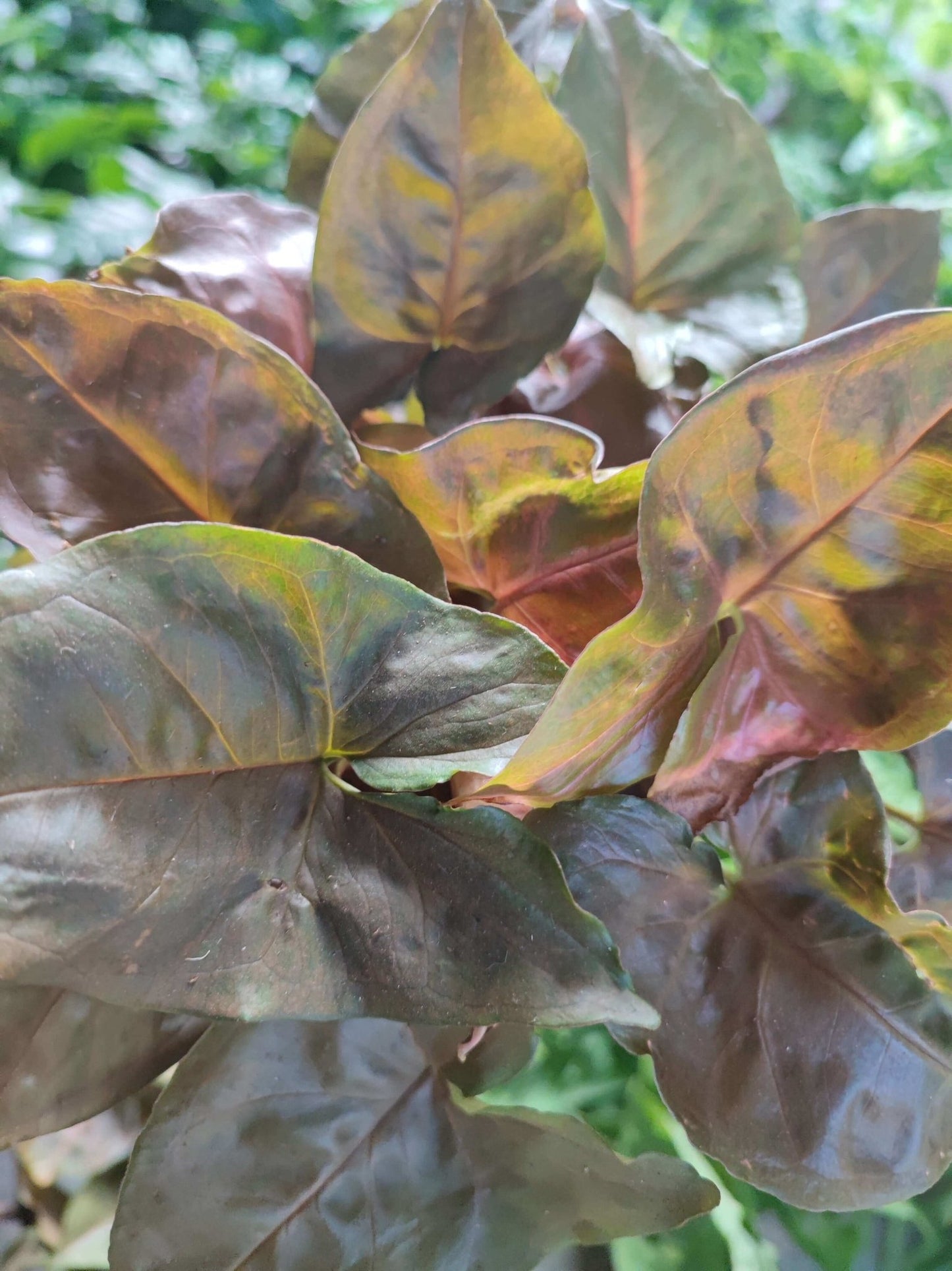 Syngonium Brocante - ValmaflorSyngonium BrocanteValmaflorValmaflorSyngonium Brocante - Valmaflor12Pianta da interno