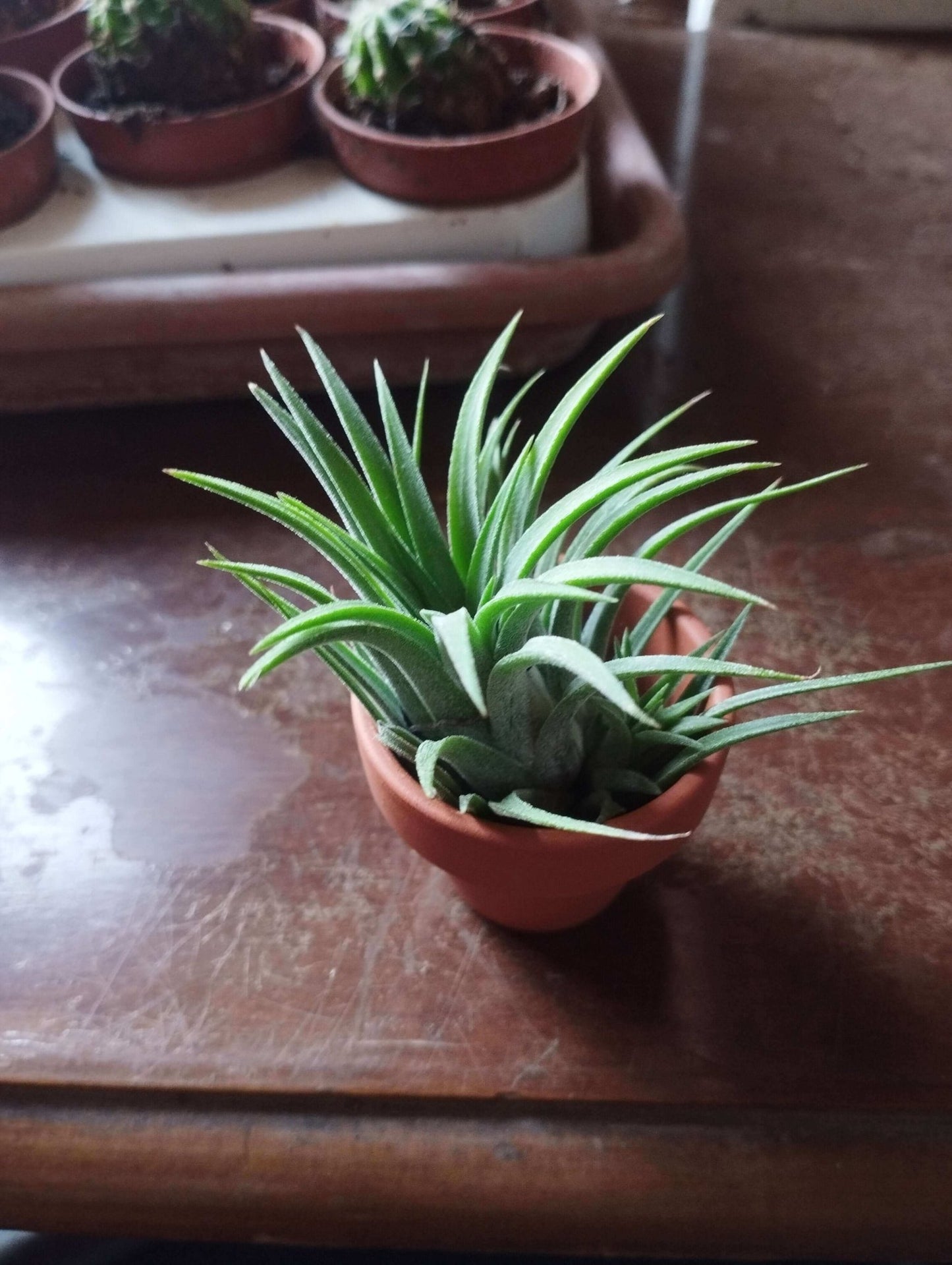 Tillandsia - ValmaflorTillandsiaValmaflorValmaflorTillandsia - Valmaflor