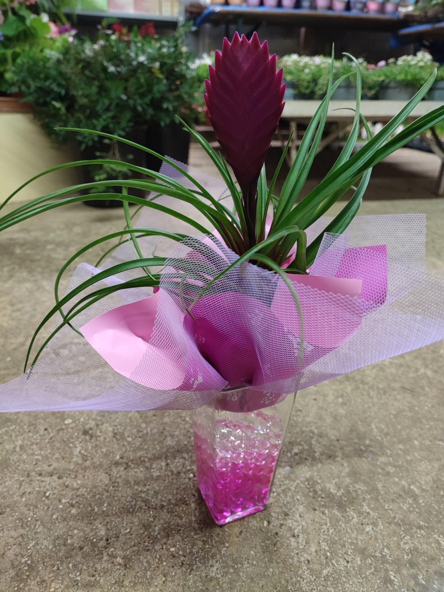 Tillandsia - Valmaflor#ValmaflorValmaflorTillandsia