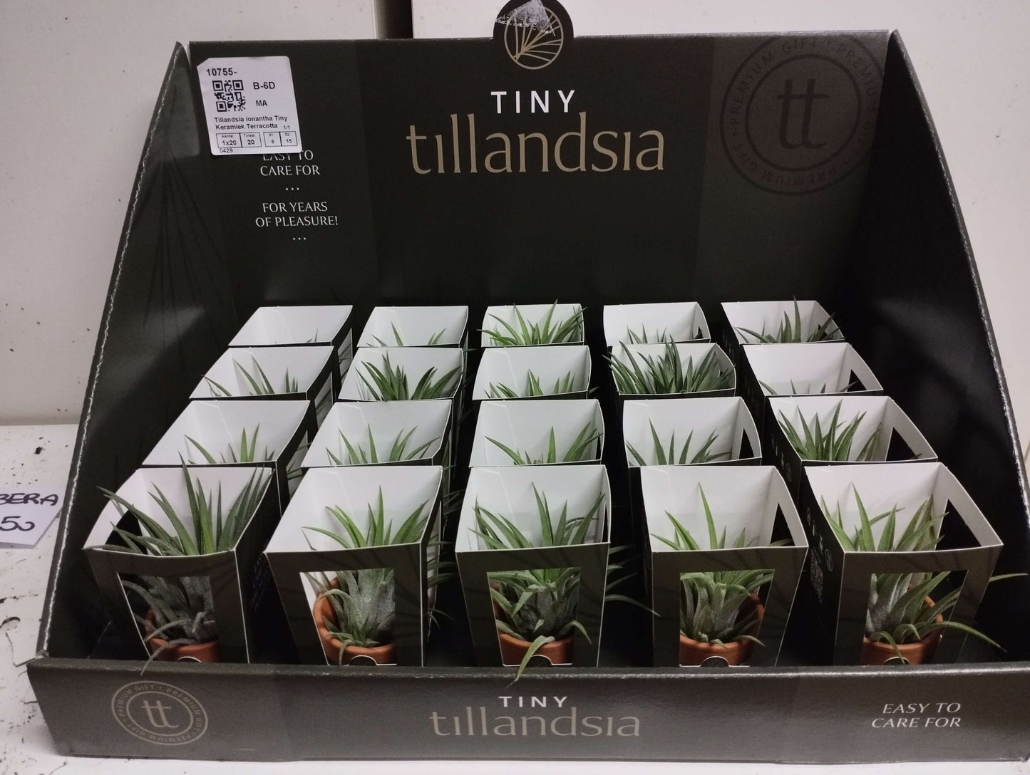 Tillandsia - Valmaflor