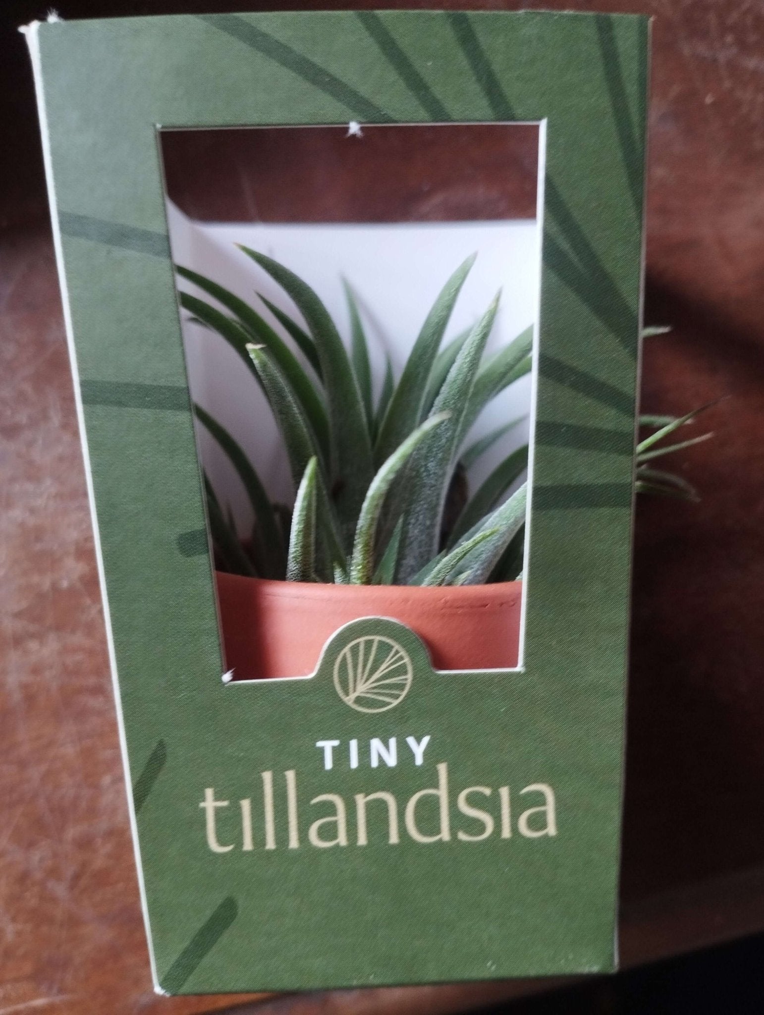 Tillandsia - ValmaflorTillandsiaValmaflorValmaflorTillandsia - Valmaflor