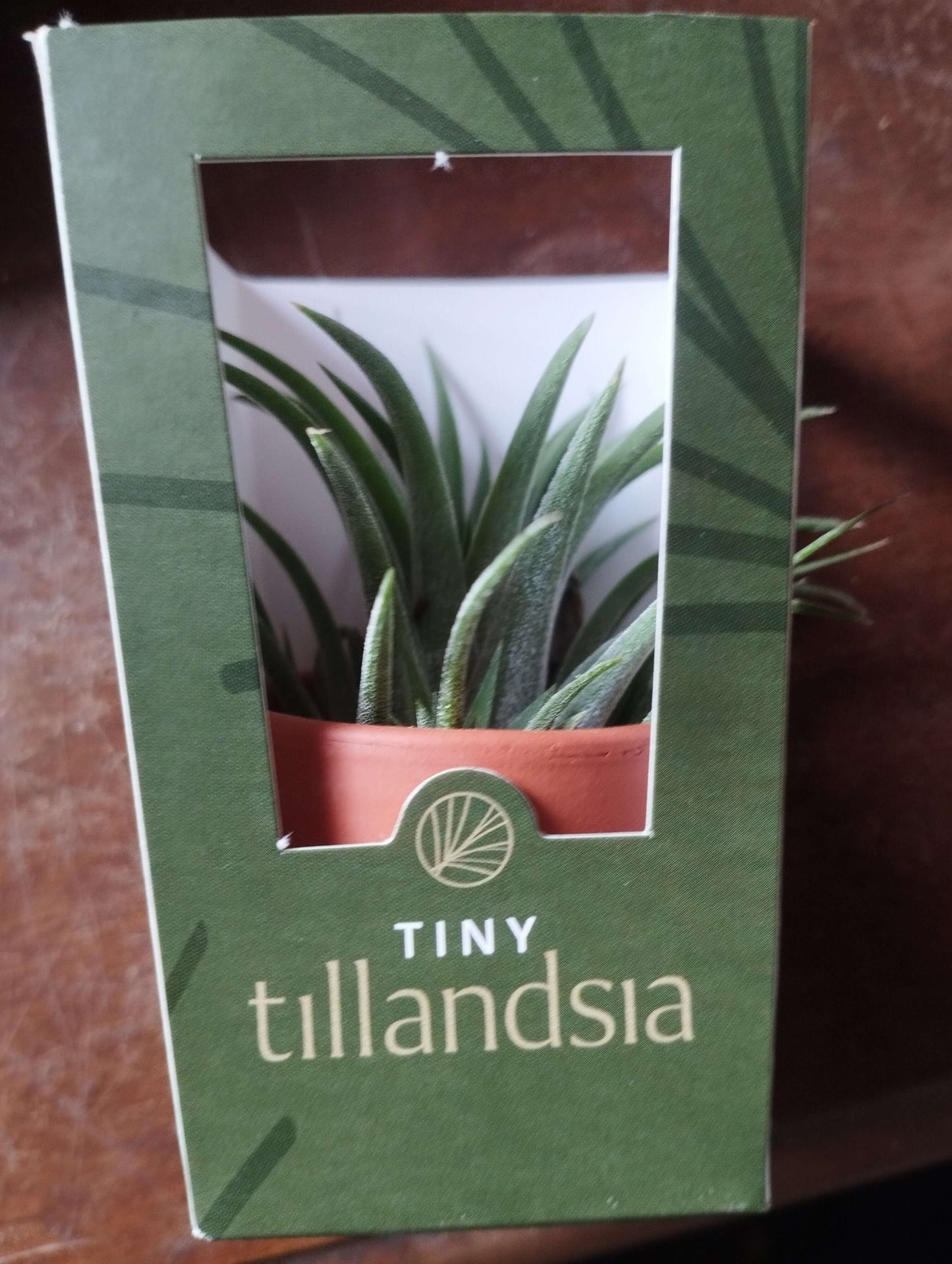 Tillandsia - Valmaflor