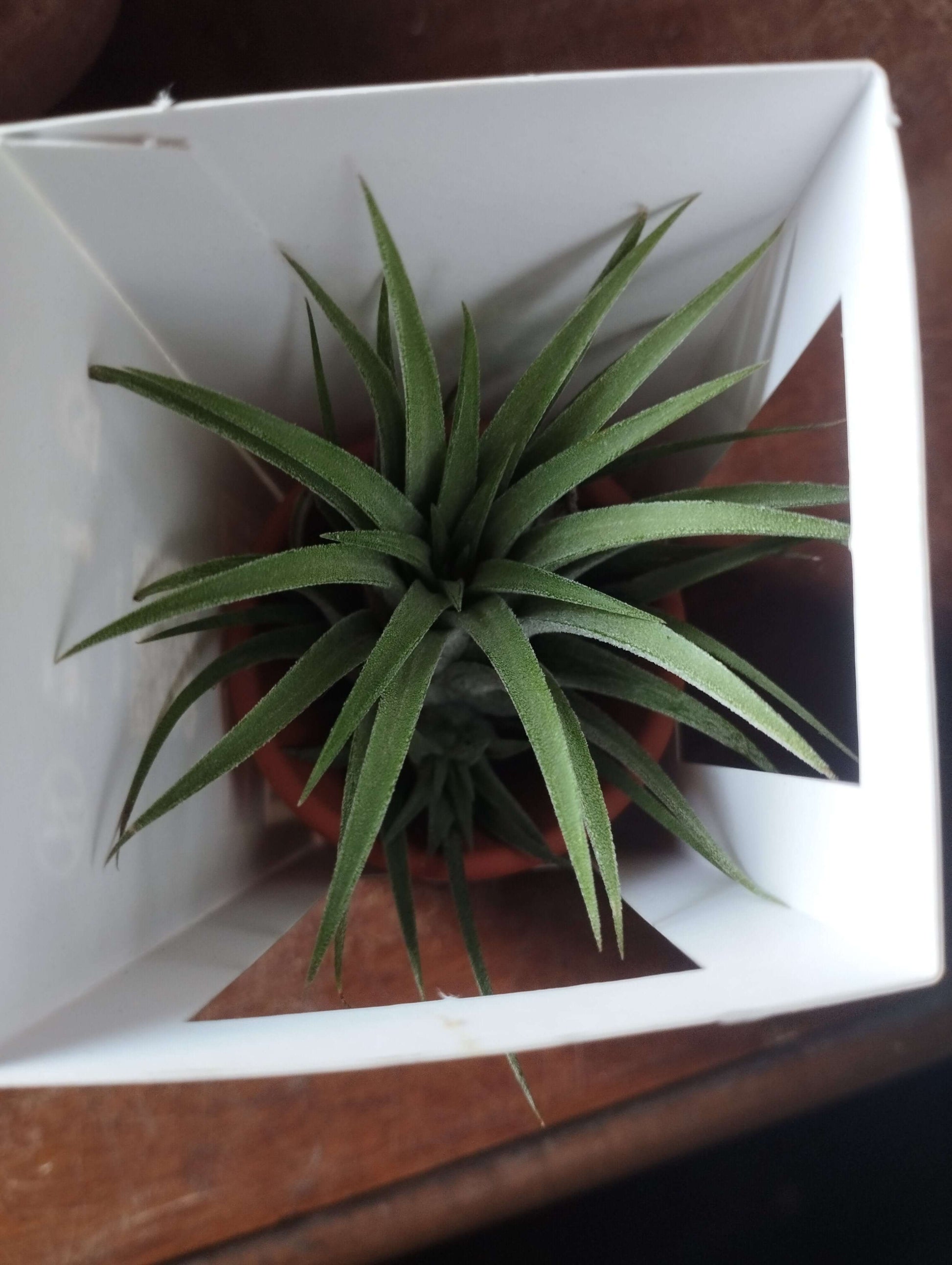 Tillandsia - Valmaflor